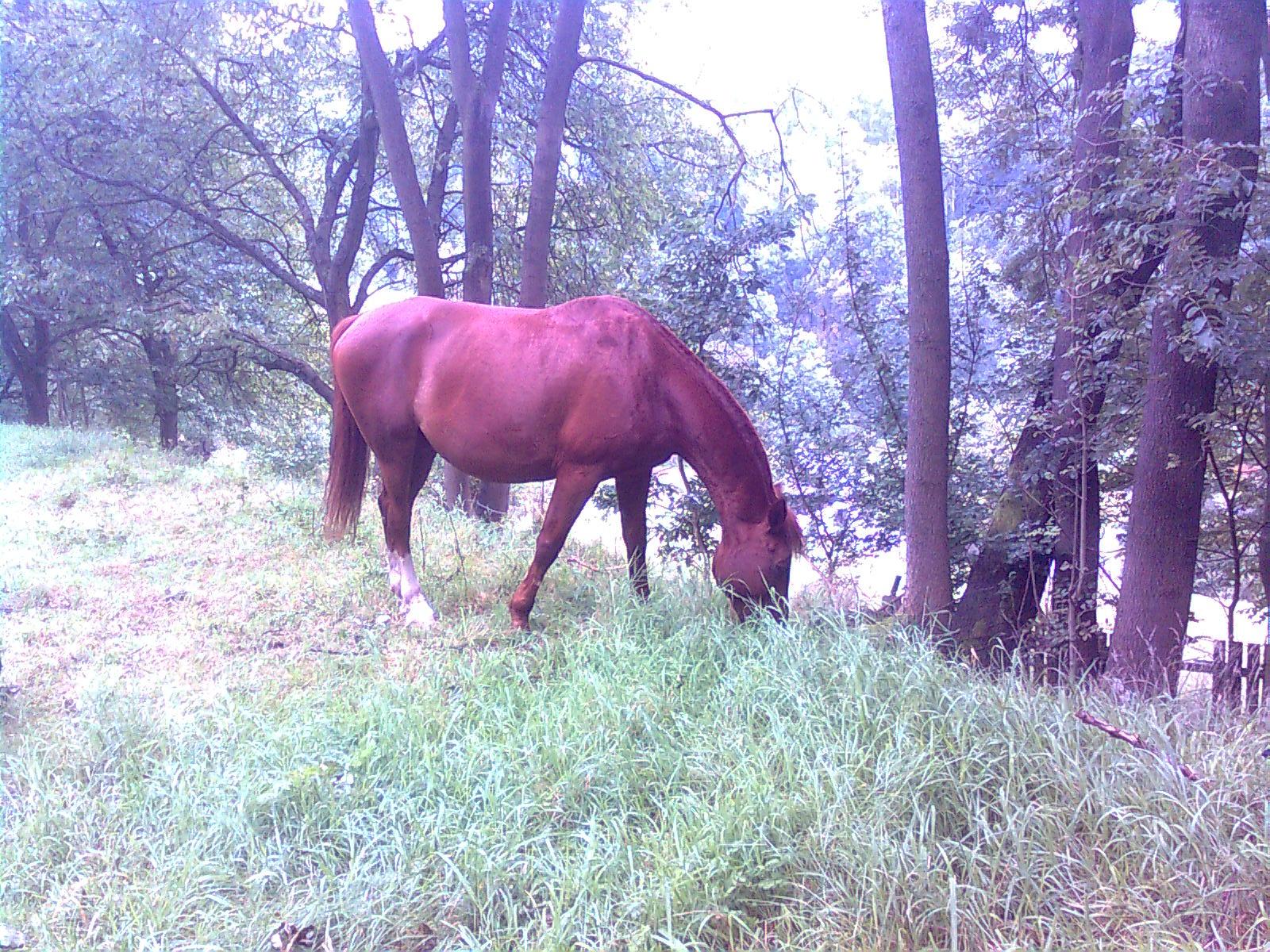 Obraz0306.jpg