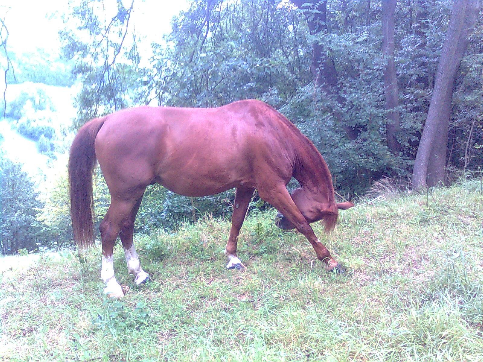 Obraz0299.jpg