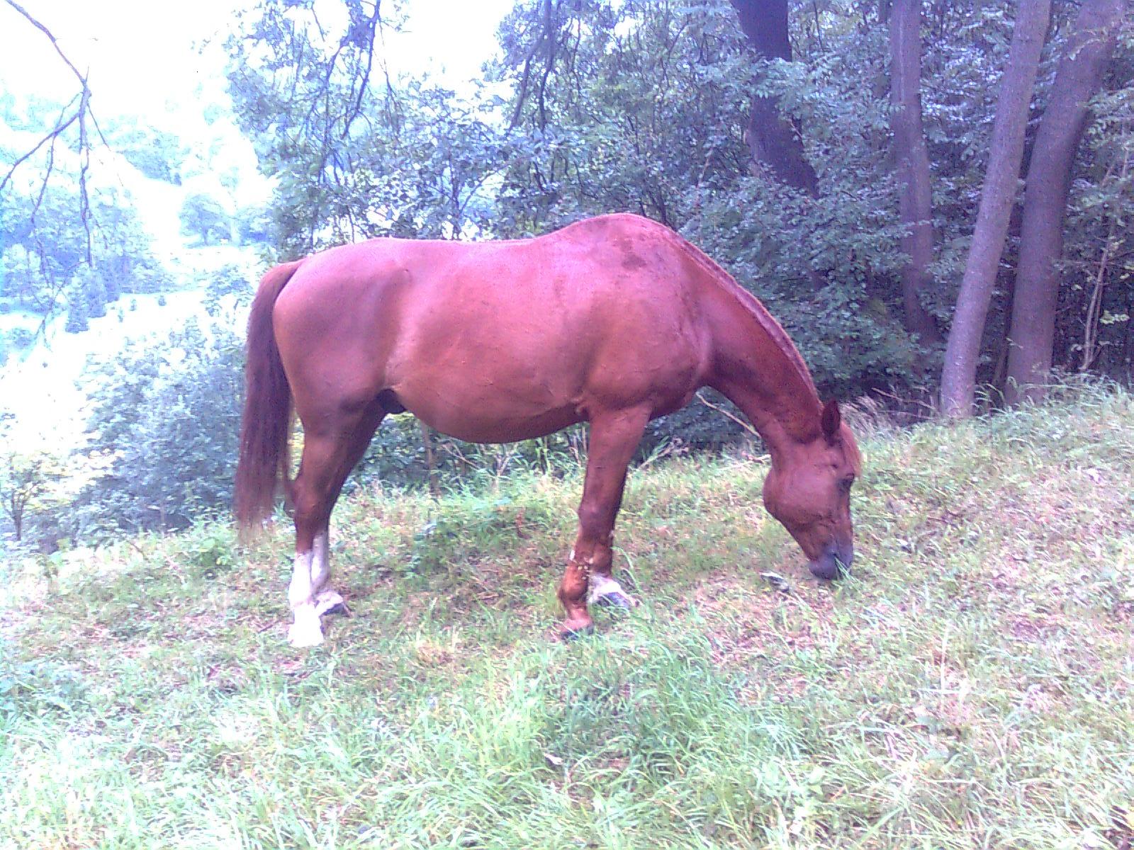 Obraz0301.jpg