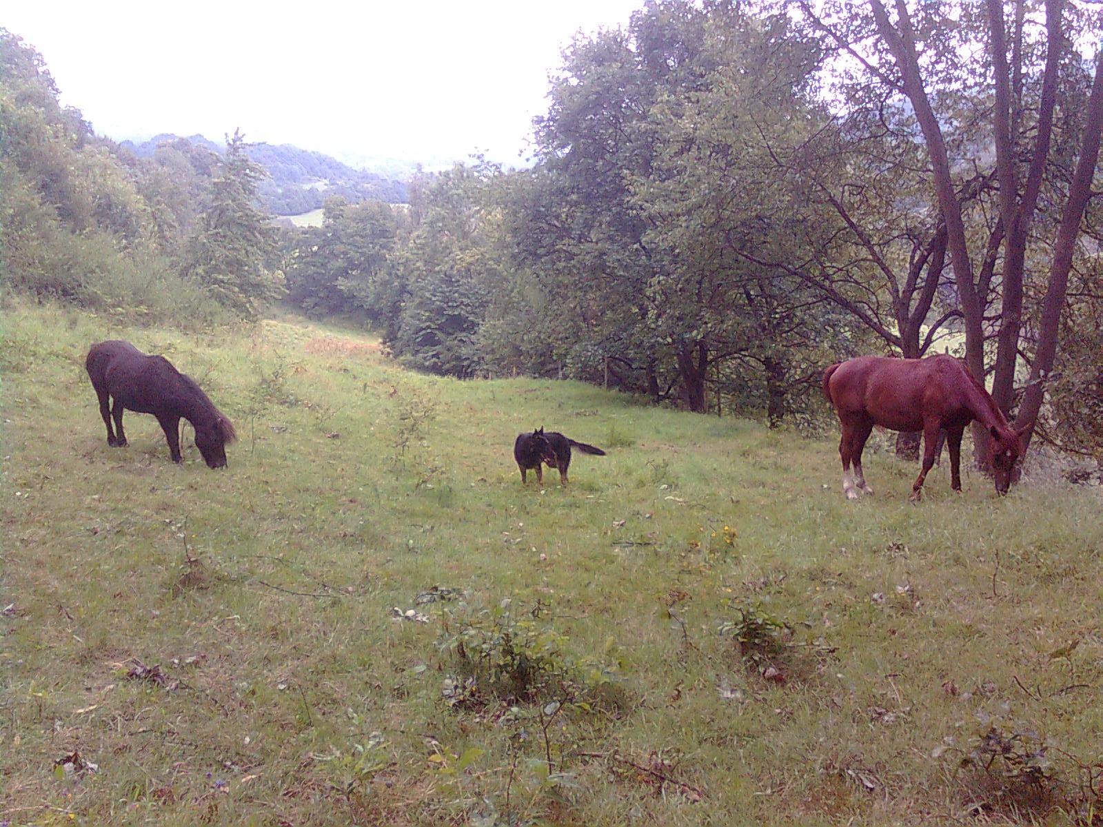 Obraz0304.jpg