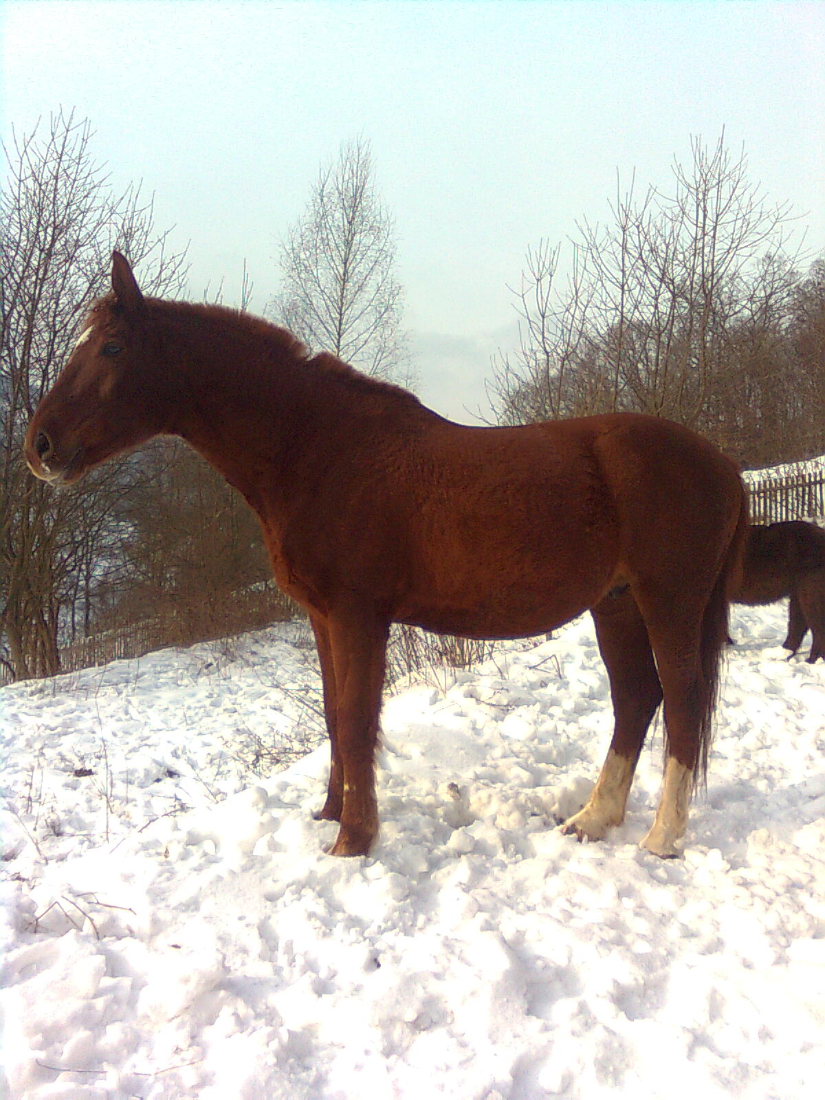 Obraz052.jpg