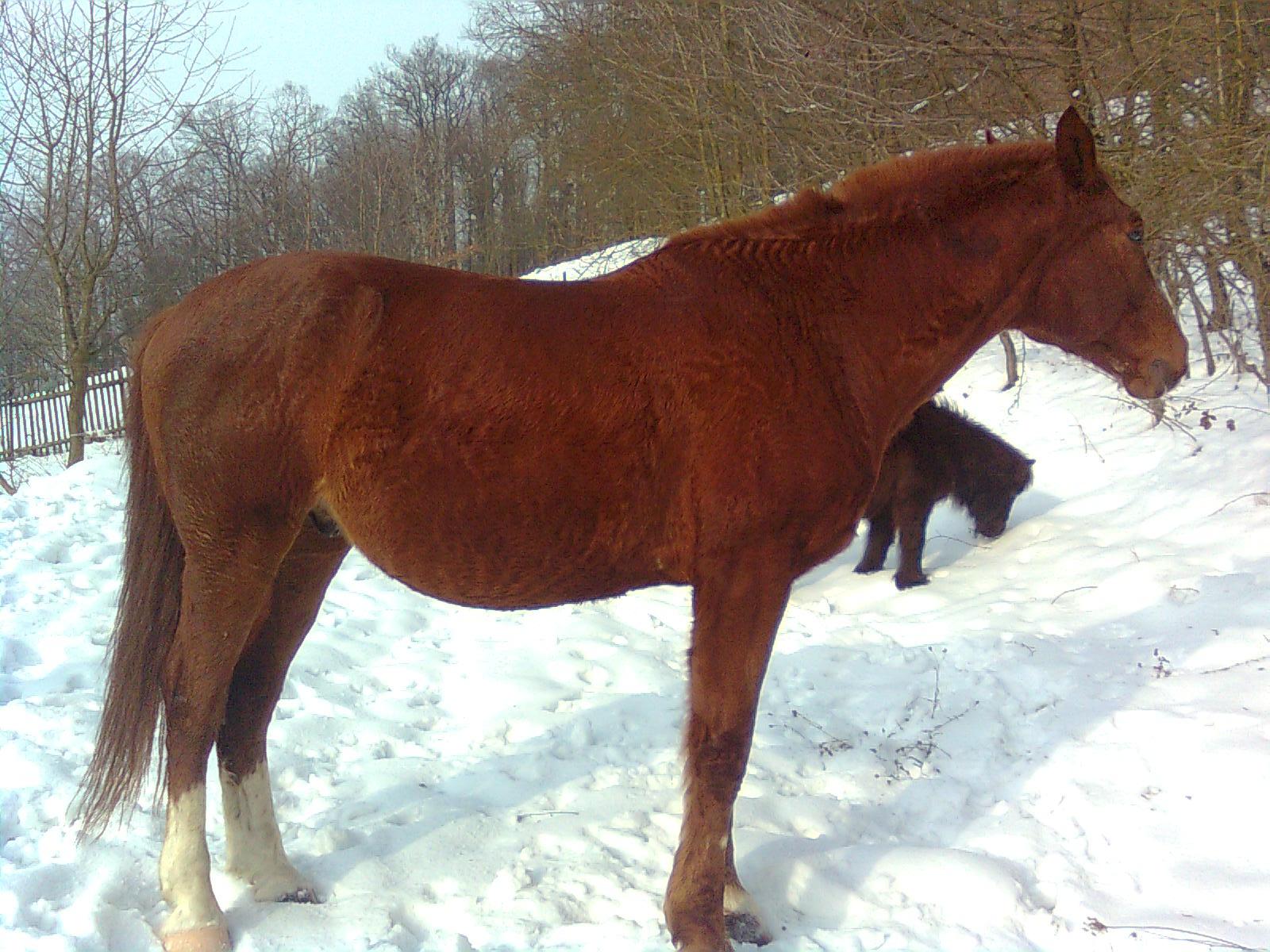Obraz043