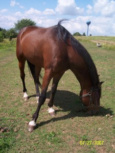 Obrazek