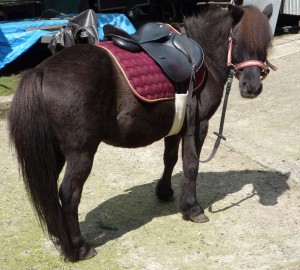 Obrazek