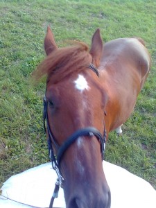 Obrazek