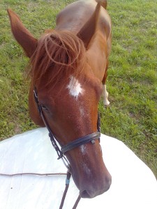 Obrazek